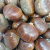 KESTANE 1 KG